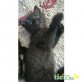 Zanto, Hauskatze/Perser - Kater