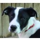 Zanzibar, Dalmatiner - Border Collie Mix - Rüde