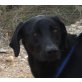 Zape - NOTFALL, Labrador Mix - Rüde