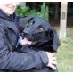 Zape - NOTFALL, Labrador Mix - Rüde