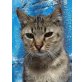 Zape, wer gibt ihm eine Chance - Kater