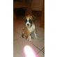 Zara, Boxer Welpen - Hündin