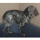 Zara, English Setter - Hündin
