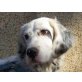 Zara, English Setter Welpen - Hündin