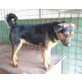 Zara, Schäferhundmischling - Hündin