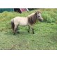 Zara, Shetland Pony - Stute