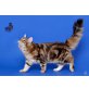 Zara, Sibirische Katze - Katze