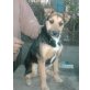 Zara, Terrier-Mix - Hündin