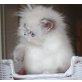 Zara of Jesscor Cats , Perser - Katze