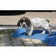 Zarjewitsch, Spaniel Mischling - Rüde