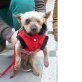 Zas Notfall blind, Yorkshire Terrier - Rüde