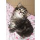 **Zauberhafte Maine Coon Babys**, Maine Coon - Katze