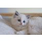 Zauberhafte Ragdoll Kitten, Ragdoll - Kater