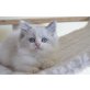 Zauberhafte Ragdoll Kitten, Ragdoll - Kater