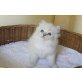 Zauberhafte Ragdoll Kitten, Ragdoll - Kater