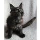 Zauberhaftes Maine Coon Baby 'Jessica', Maine Coon - Katze