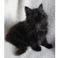 Zauberhaftes Maine Coon Baby mit Stammbaum, Maine Coon - Katze