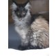 Zauberhaftes Maine Coon Mädchen!!, Maine Coon - Katze