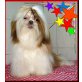 Zavira Magic, Shih Tzu Welpen - Hündin