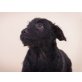 Zazzi, Zazzi - Labrador/Mudi/Mädi Welpen - Hündin