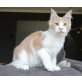 Zeberus, Maine Coon - Kater