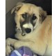 Zelda, Mischling Welpen - Hündin
