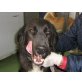 Zella wartet auf Pflegestelle, Flat-Coated-Retriever-Mix - Hündin