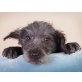 Zelma, süsse LabradorMudi_Mischung  Welpen - Hündin