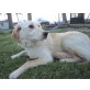 Zenia, Golden Retriver - Hündin