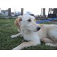 Zenia, Golden Retriver - Hündin