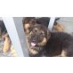 Zeppo, Deutscher Schäferhund Welpen - Rüde