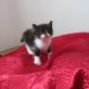 Zerbera, EKH-PERSER - Katze