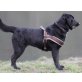 Zeta, Labrador-Mischling - Hündin