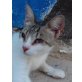 Zeta, kleine Kämpferin sucht fürsorgliche Menschen - Katze