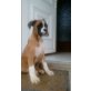Zeus, Boxer Welpen - Rüde