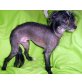 Zeus, Chinesischer Schopfhund Hairless-Schlag - Rüde
