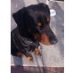 Zeus, Dobermann-Rottweiler - Rüde