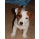 Zeus , Jack-Russell-Terrier Welpen - Rüde