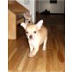 Zeus Jun., Chihuahua kurzhaariger Schlag - Rüde