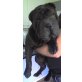 Zeus, Shar Pei - Rüde