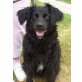 Zeus, Spitz Cocker Spaniel Mix Zeus sucht Traumplat - Rüde