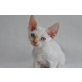 Zeus,Zen of Royal Devons, Devon Rex - Kater