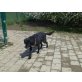 Zeus, freundlicher Mischlings-Senior - Rüde