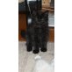Zeusz, Sibirische Katze - Kater