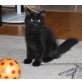Zeusz, Sibirische Katze - Kater