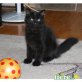 Zeusz, Sibirische Katze - Kater