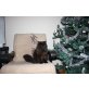 Zeusz, Sibirische Katze - Kater