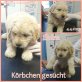 Zhira, Retriever-Pulimix Welpen - Hündin