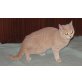 Zierliches BKH Mädchen , Britisch Kurzhaarkatze - Katze