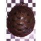 Zierschildkröte (Chrysemys picta marginata)